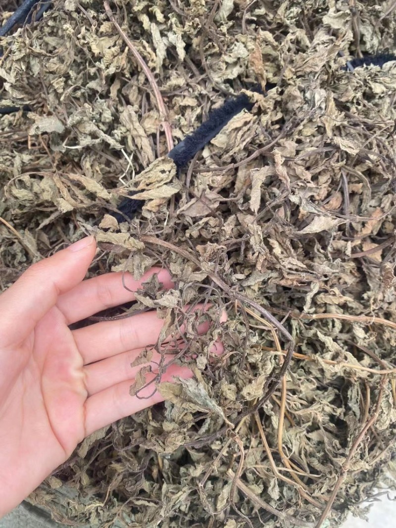 凉粉草青绿2024年新产的凉粉草无硫叶多清香出粉率最高