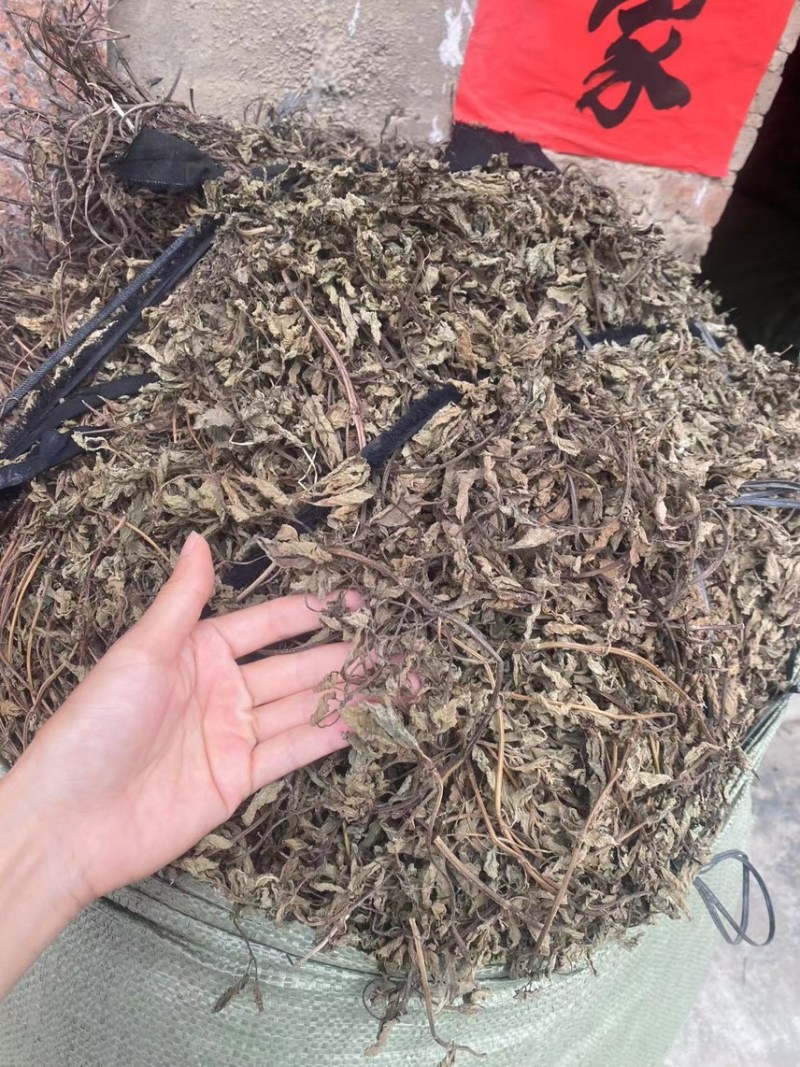 凉粉草青绿2024年新产的凉粉草无硫叶多清香出粉率最高