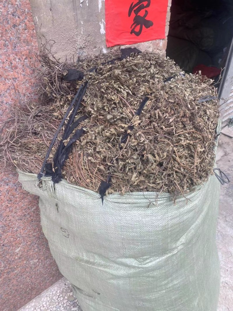 凉粉草青绿2024年新产的凉粉草无硫叶多清香出粉率最高