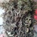 凉粉草青绿2024年新产的凉粉草无硫叶多清香出粉率最高