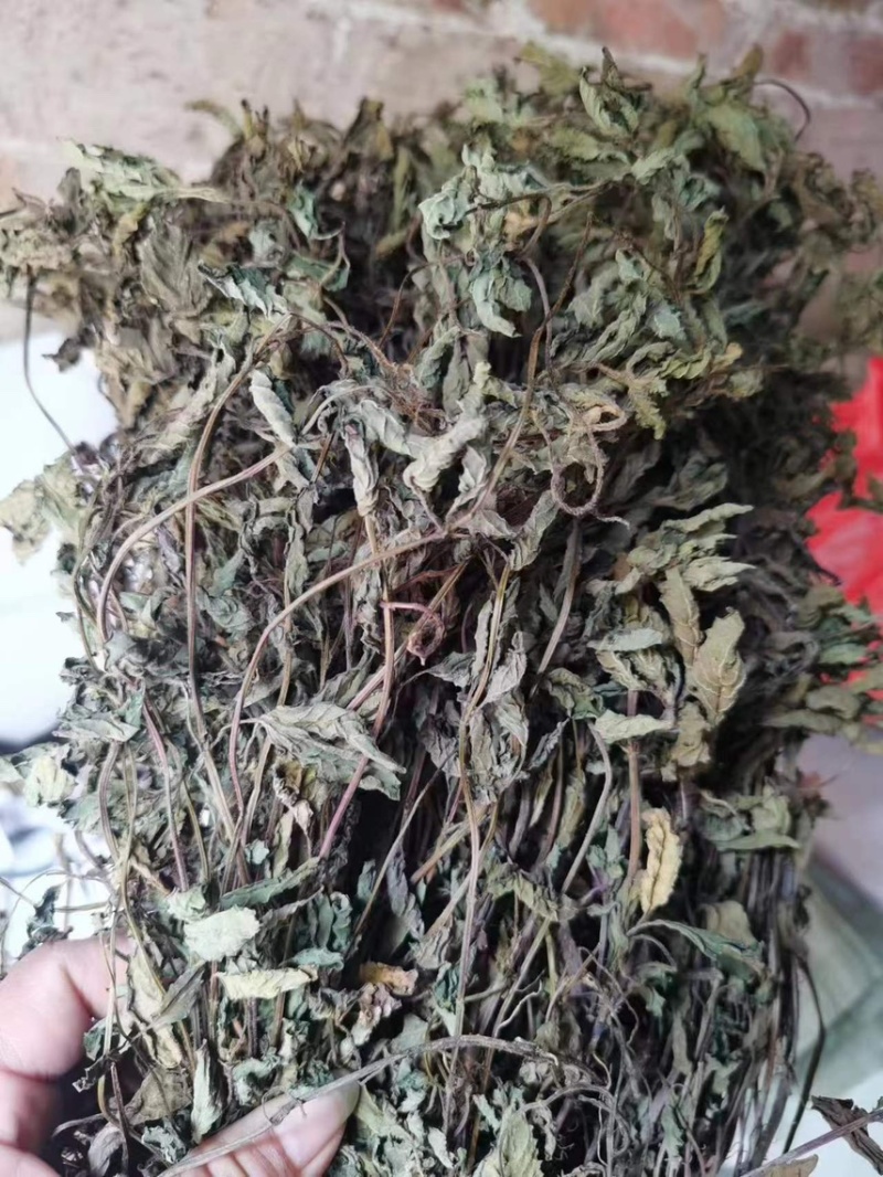 凉粉草青绿2024年新产的凉粉草无硫叶多清香出粉率最高