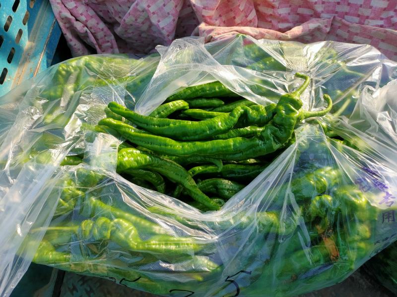 河南中牟精品螺丝椒上市量大从优品质保障价格可来电详谈