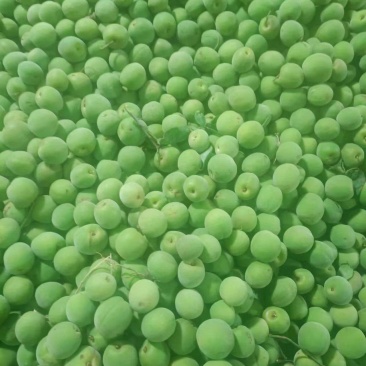 青梅大量供应酒厂每天可供3挂