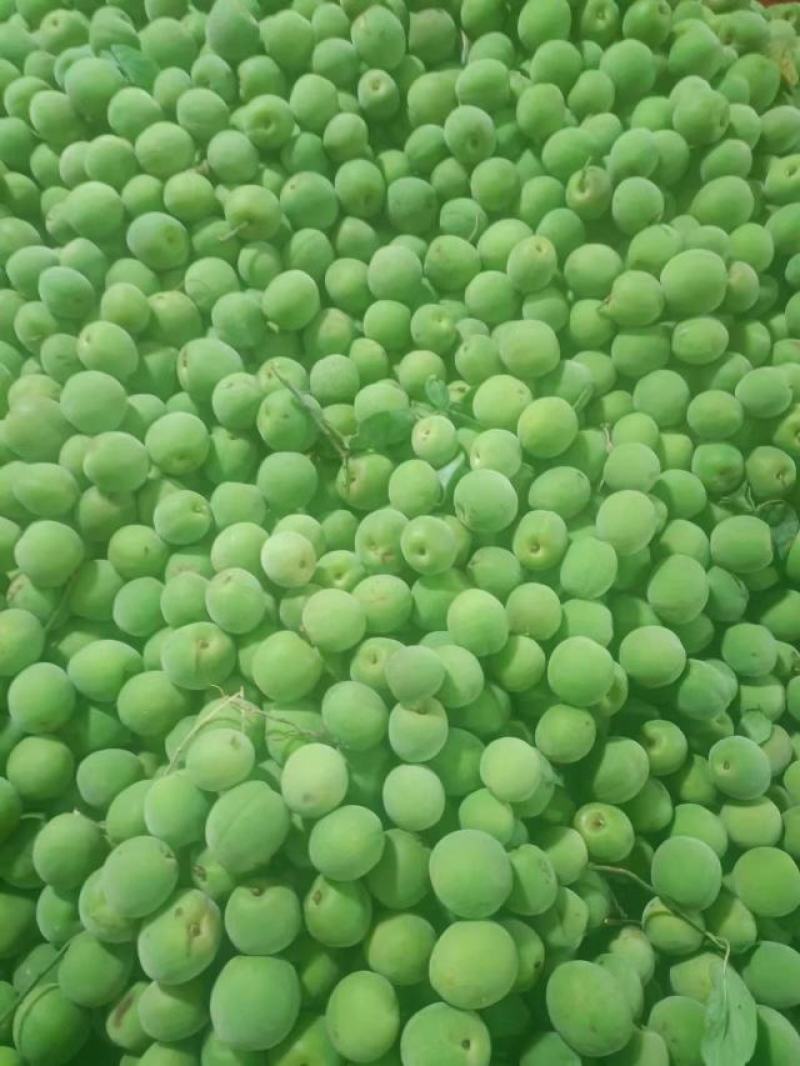 青梅大量供应酒厂每天可供3挂