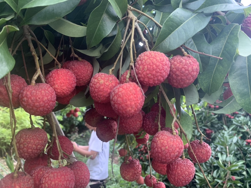 农民正在采摘妃子笑荔枝,果实新鲜,色泽自然 妃子笑荔枝采摘现场