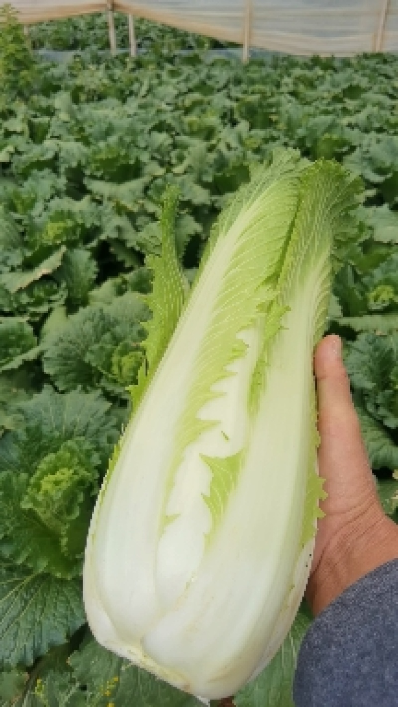 精品绍菜