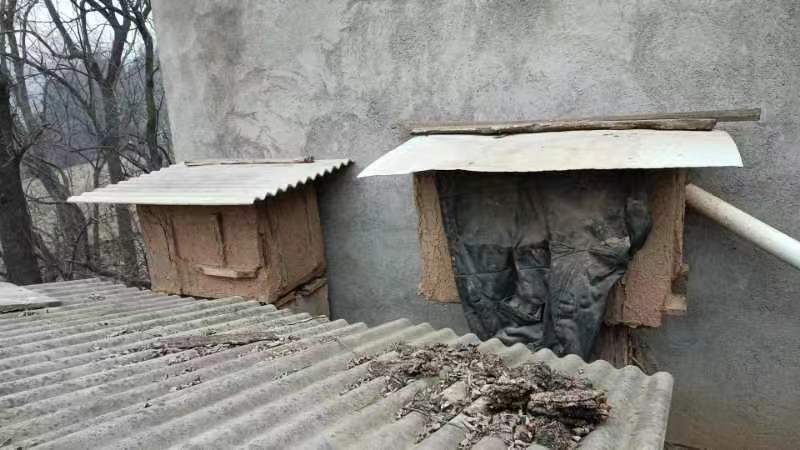 草莓蜜蜂授粉场景,展示蜂箱在草莓大棚中的布置 草莓蜜蜂授粉