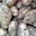 菏泽荷兰十五土豆，大量出售2两以上10吨起批