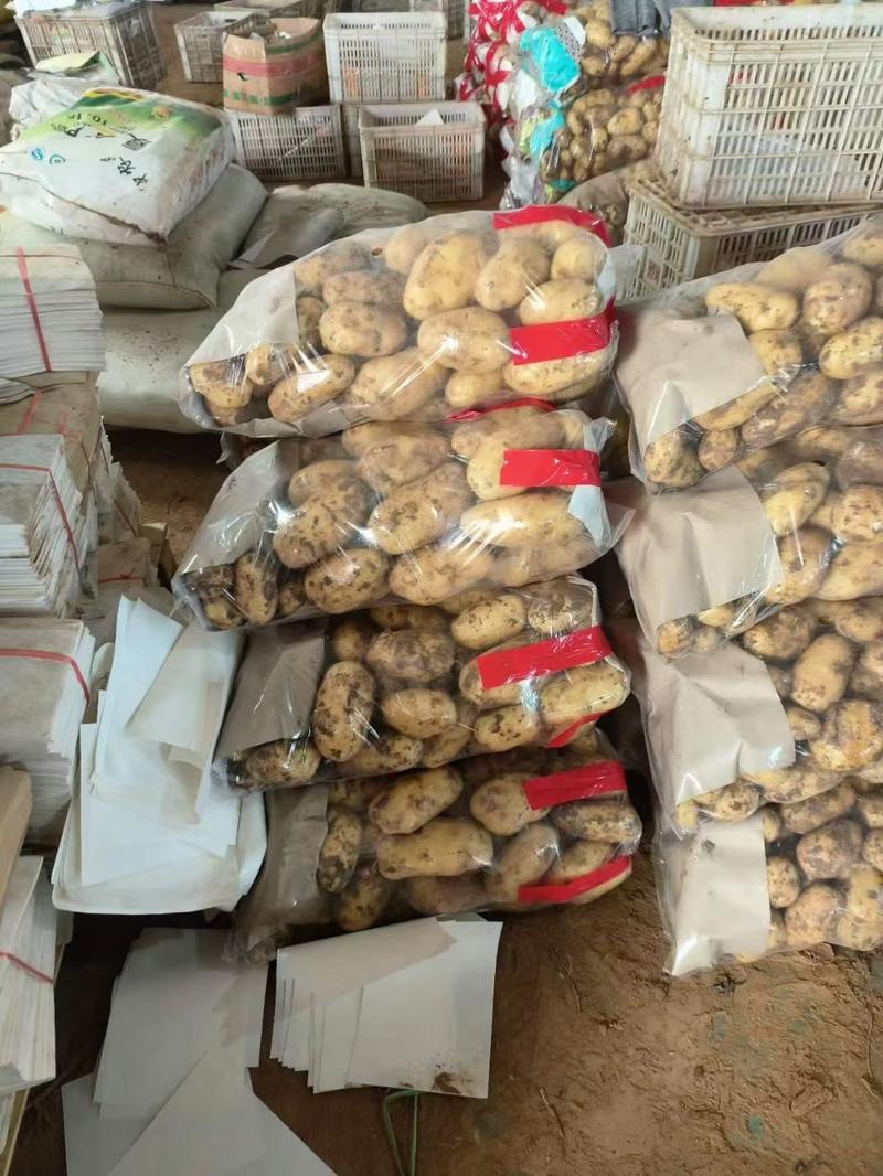 菏泽荷兰十五土豆，大量出售2两以上10吨起批