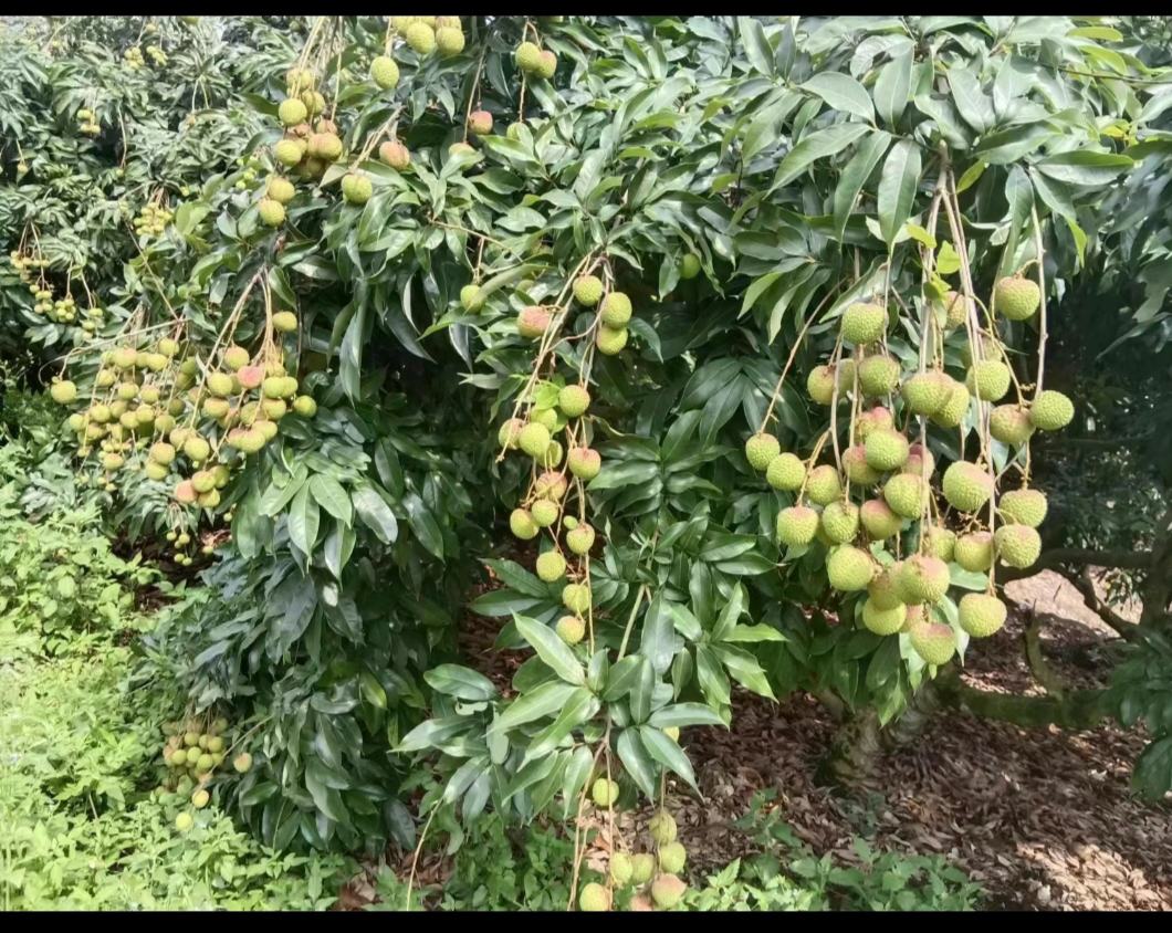 红色妃子笑特写