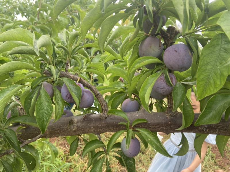 五月脆，凤凰李口感脆甜，味道好，水分足、甜度高