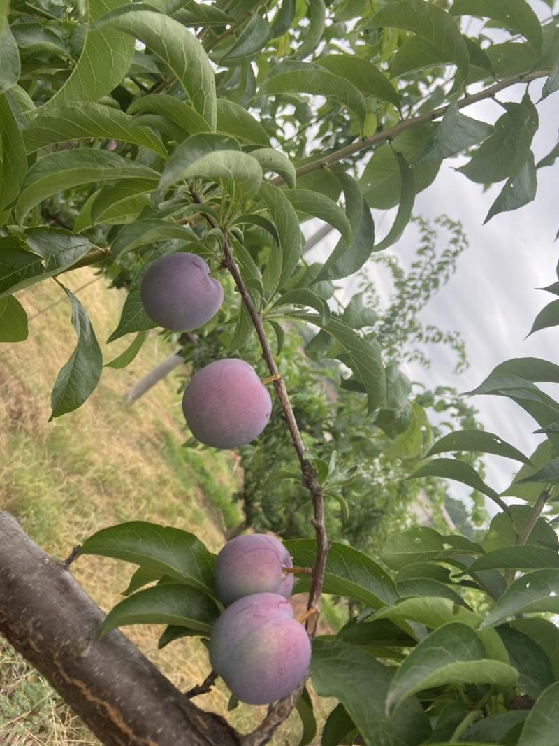 五月脆，凤凰李口感脆甜，味道好，水分足、甜度高