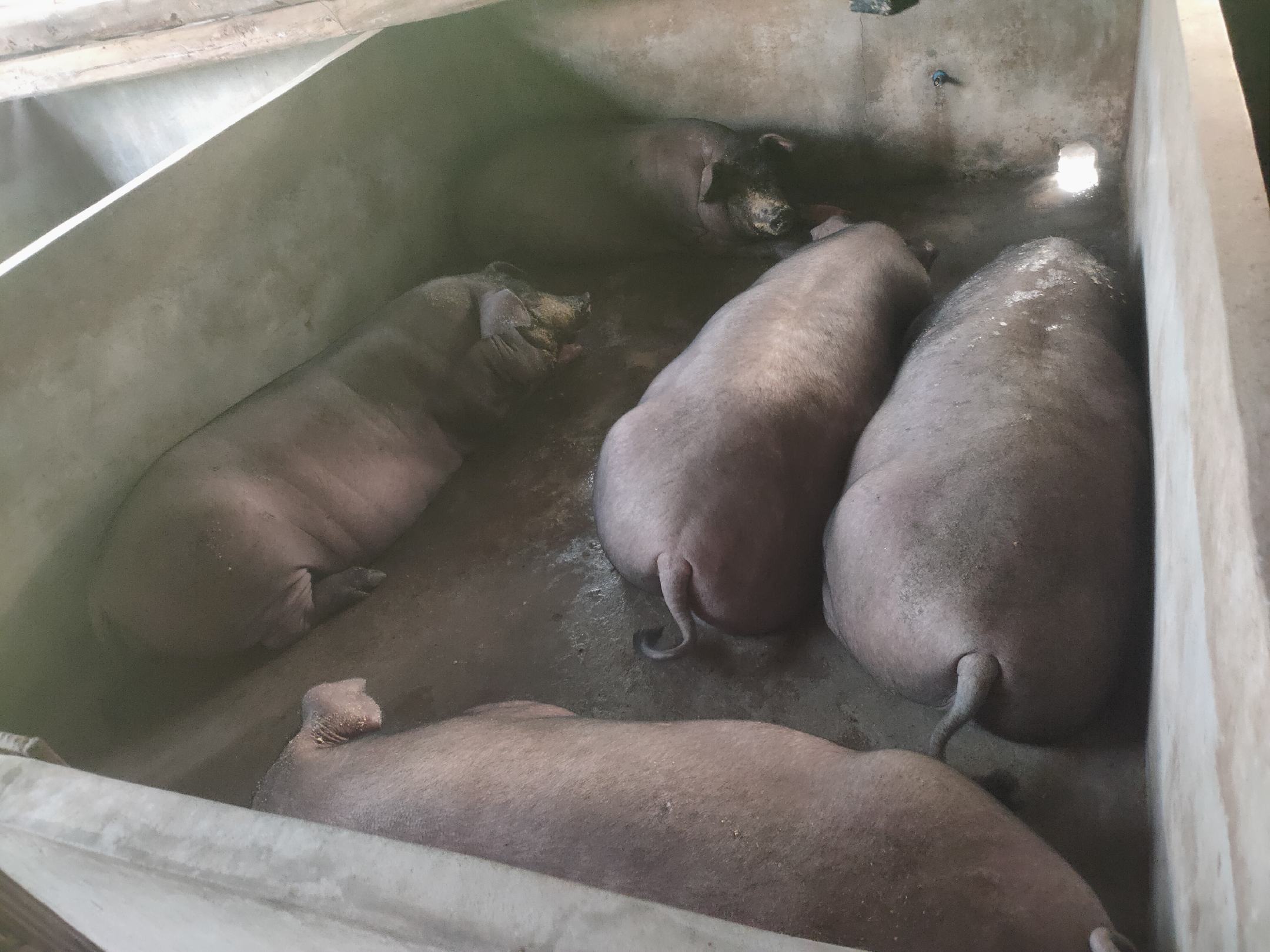 技术人员使用超声波背膘仪对120日龄三元母猪崽进行第3–4腰椎处背膘厚度测定;猪只站立自然,操作者一手固定探头、一手持主机读数;背景可见体况评分卡(1–5分制)、记录平板及分栏标识牌;画面突出精准测量动作与专业设备细节 三元母猪崽体况评估与背膘测定操作