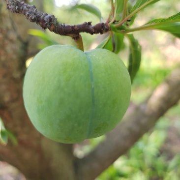 贵州蜂糖李