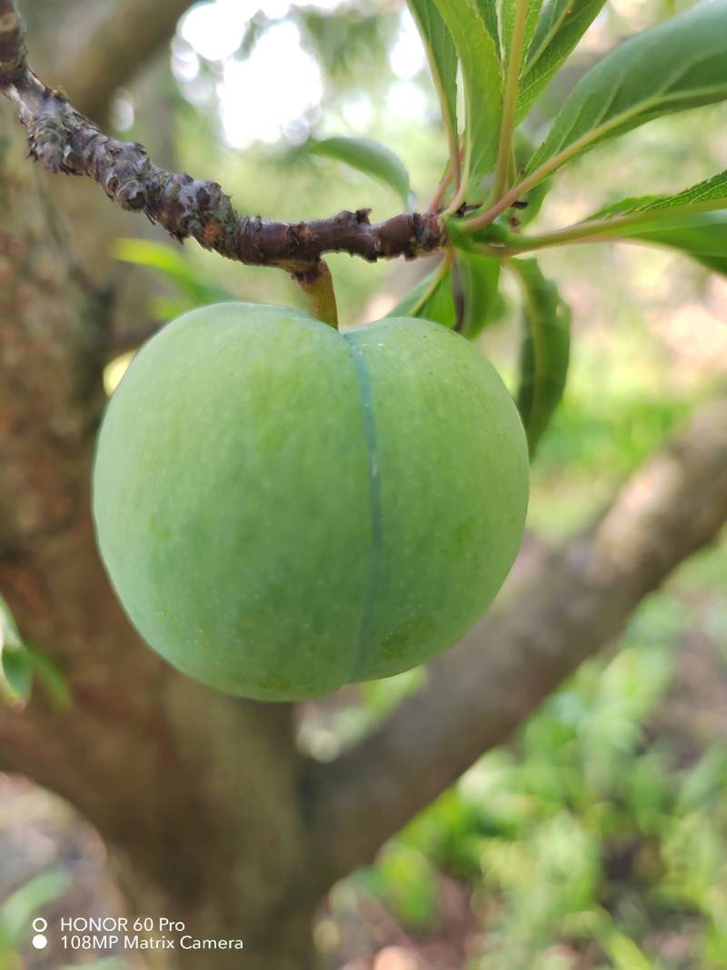 贵州蜂糖李