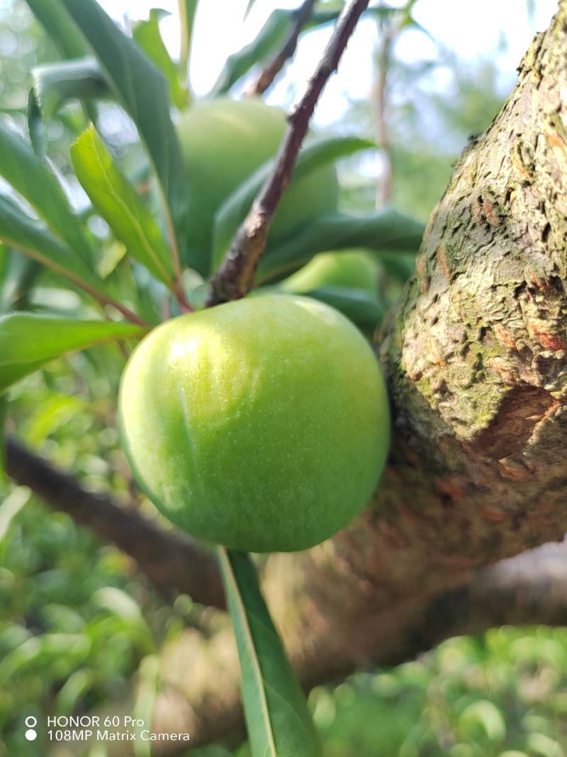 贵州蜂糖李