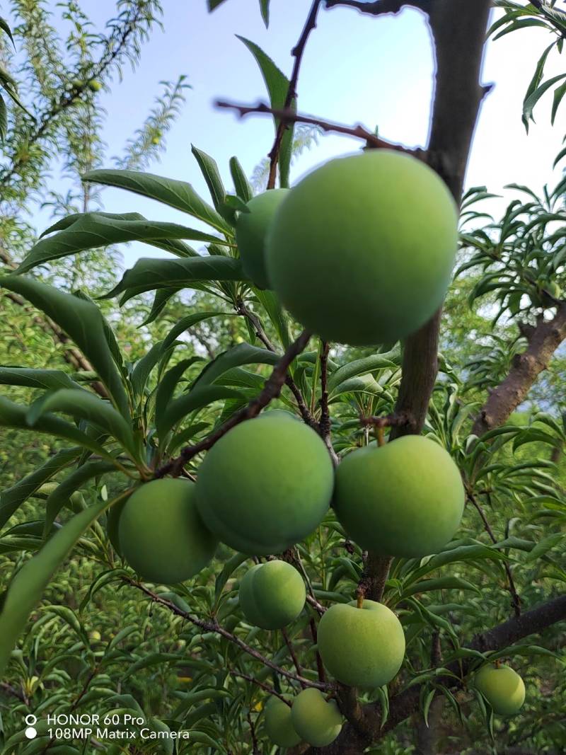 贵州蜂糖李