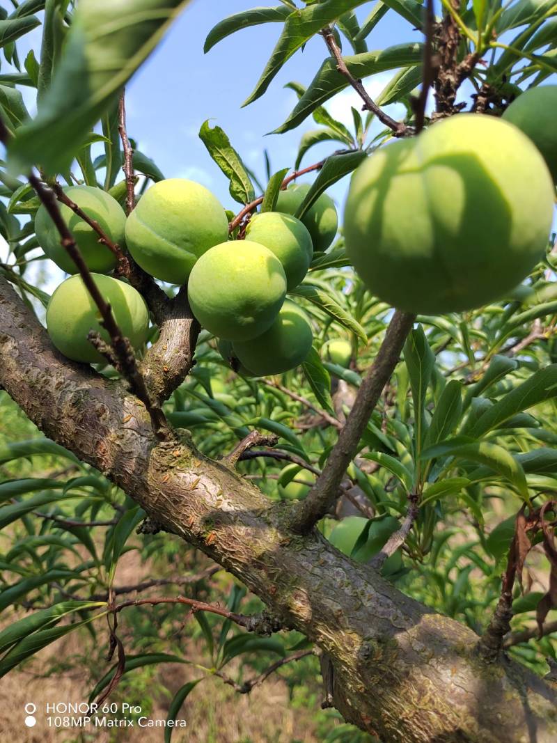 贵州蜂糖李