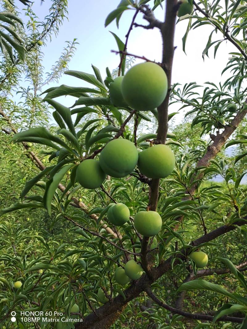 贵州蜂糖李