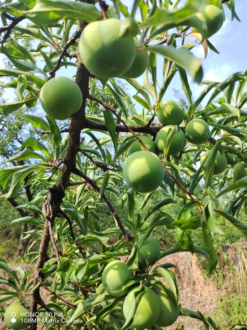 贵州蜂糖李