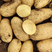 【精】河南土豆开封希森土豆品种齐全产地直发欢迎来电咨询