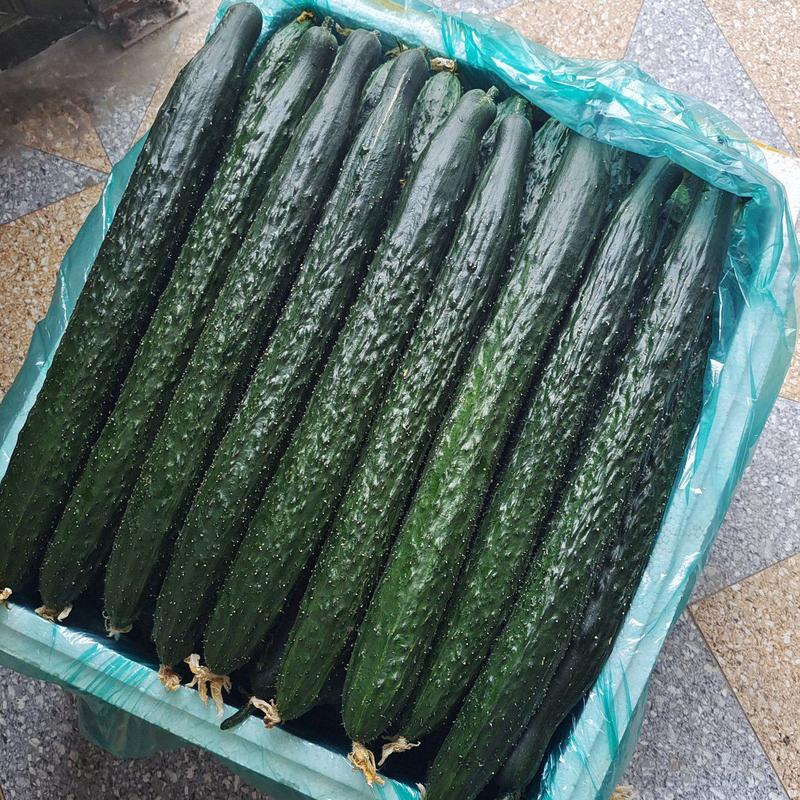 黄瓜大量供应、质量保证、支持各种包装、欢迎采购111