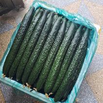 黄瓜大量供应、质量保证、支持各种包装、欢迎采购222