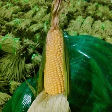 精品甜玉米大量上市，果穗匀称稞粒饱满，可入库预冷或加冰走