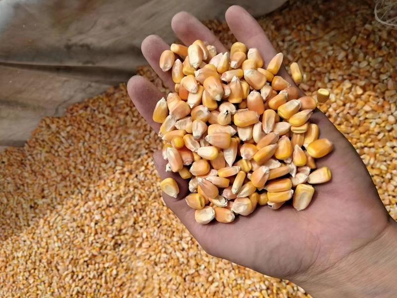 【常年供货】大量出售玉米粒，水分低碎玉米，牛羊鸡鸭鹅养殖