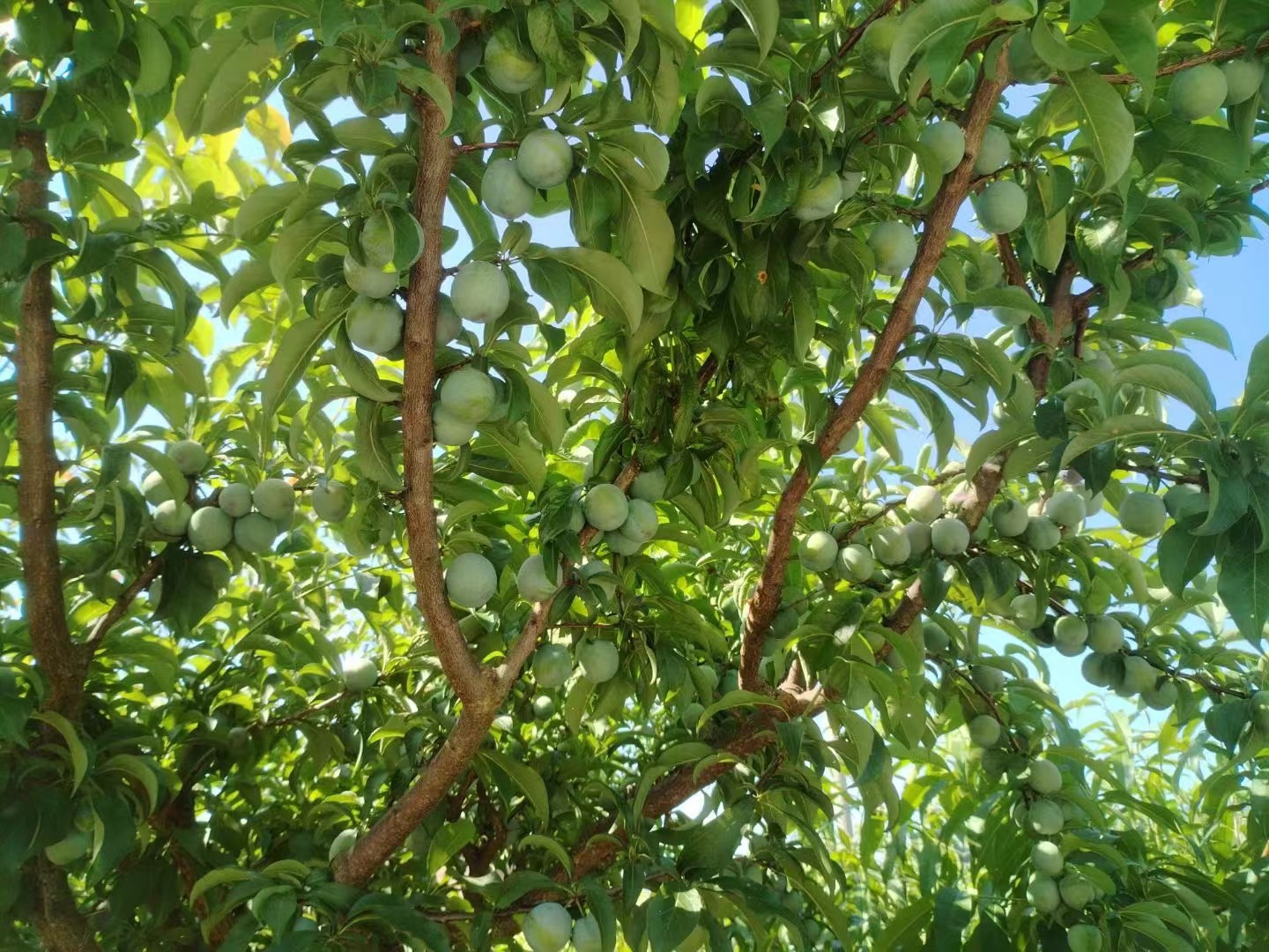 一片绿意盎然的五月脆李子果园,果实挂满枝头,阳光透过树叶洒在果子上 五月脆李子果园