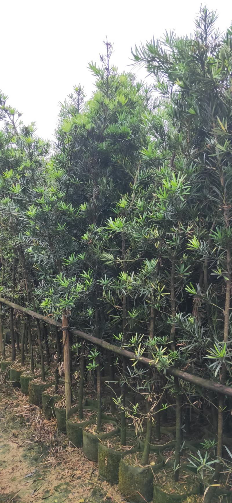 罗汉松布袋苗(全国整车发货，地径2~3分的罗汉松布袋苗)