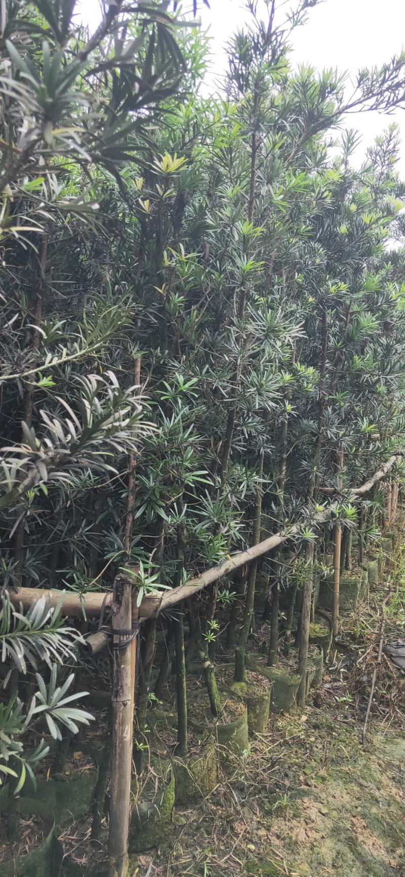 罗汉松布袋苗(全国整车发货，地径2~3分的罗汉松布袋苗)