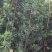 罗汉松布袋苗(全国整车发货，地径2~3分的罗汉松布袋苗)