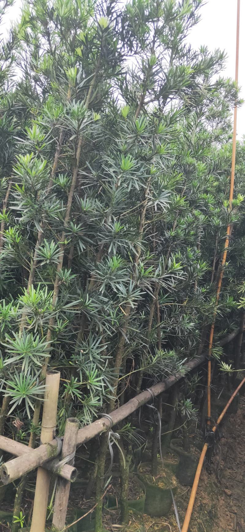 罗汉松布袋苗(全国整车发货，地径2~3分的罗汉松布袋苗)