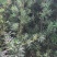 罗汉松布袋苗(全国整车发货，地径2~3分的罗汉松布袋苗)