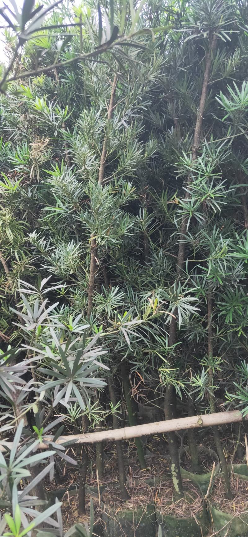 罗汉松布袋苗(全国整车发货，地径2~3分的罗汉松布袋苗)