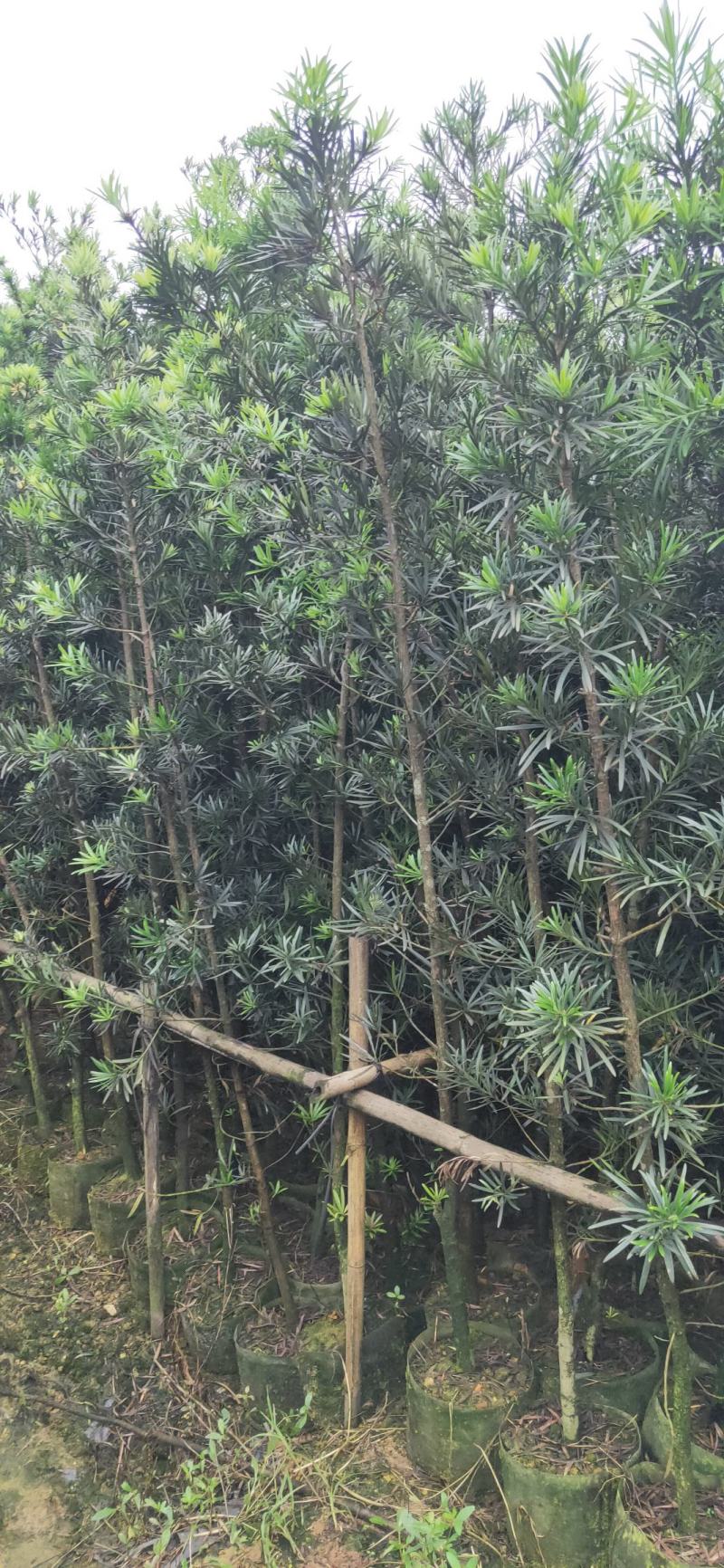 罗汉松布袋苗(全国整车发货，地径2~3分的罗汉松布袋苗)