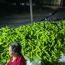 山西长子精品尖椒圆椒10左右上市，量大货多，需要的老板联