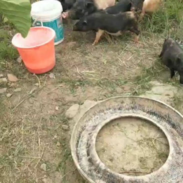 巴马香猪