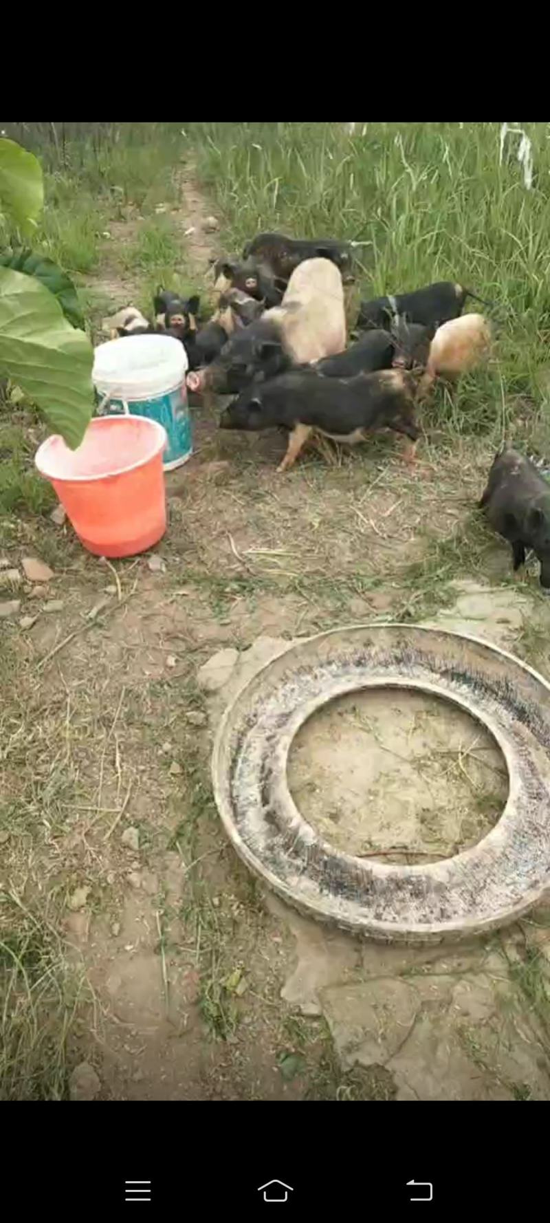 巴马香猪