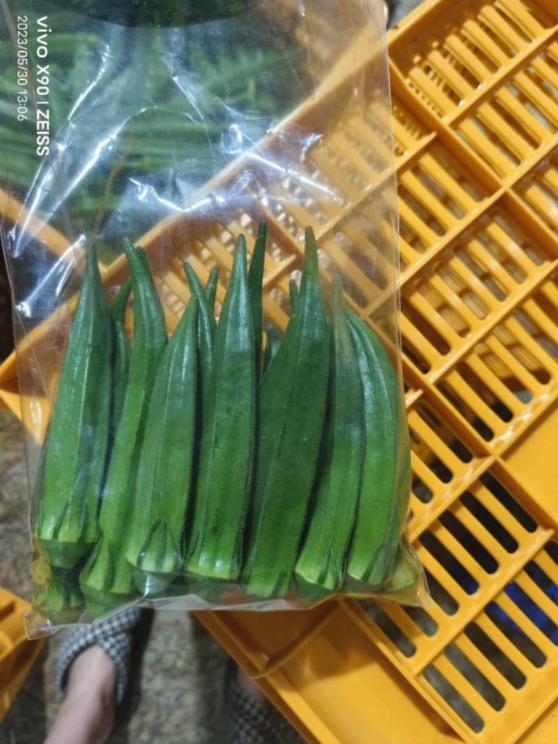 水果秋葵基地可代办常年可供长期合作支持全国发货