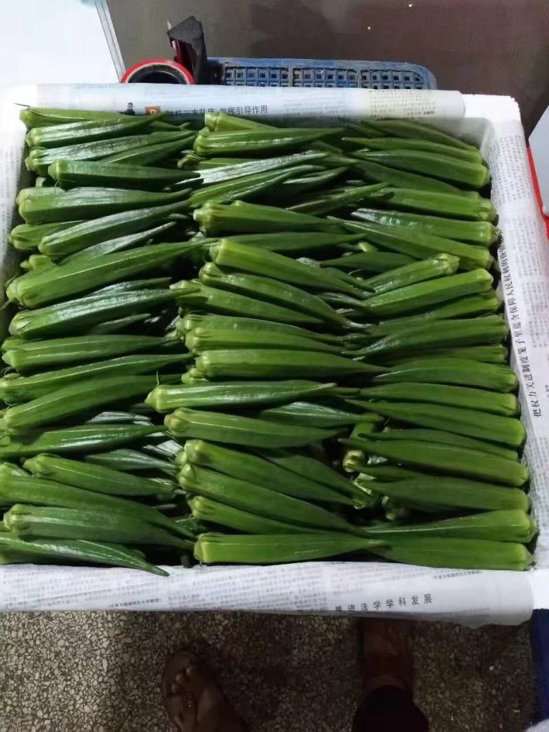 水果秋葵基地可代办常年可供长期合作支持全国发货