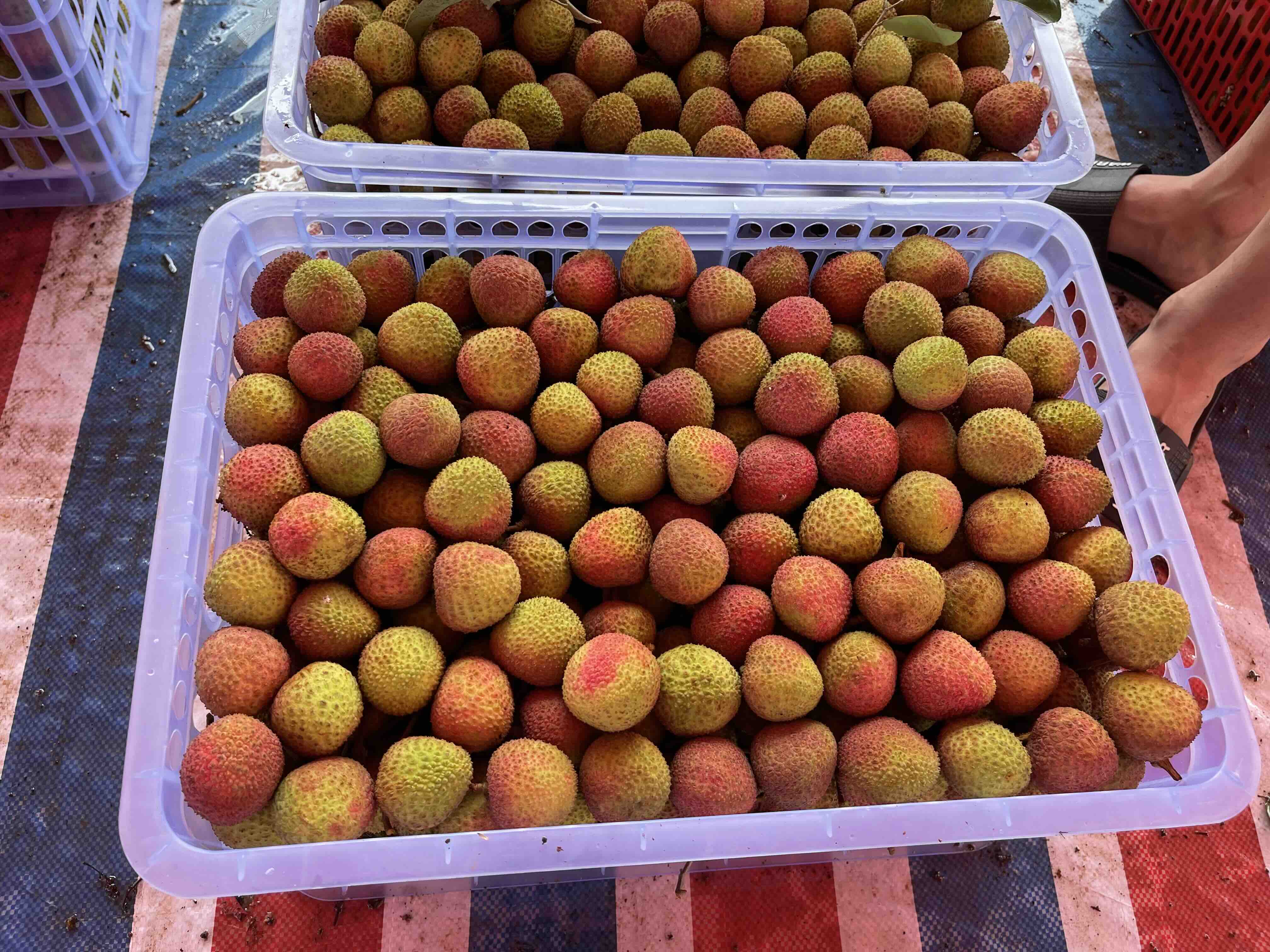 包制好的糯米滋成品