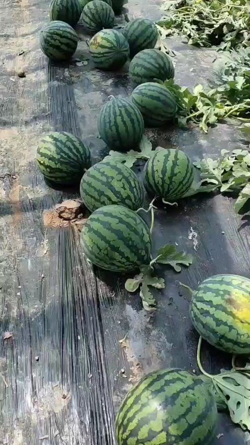 甜王西瓜大量上市