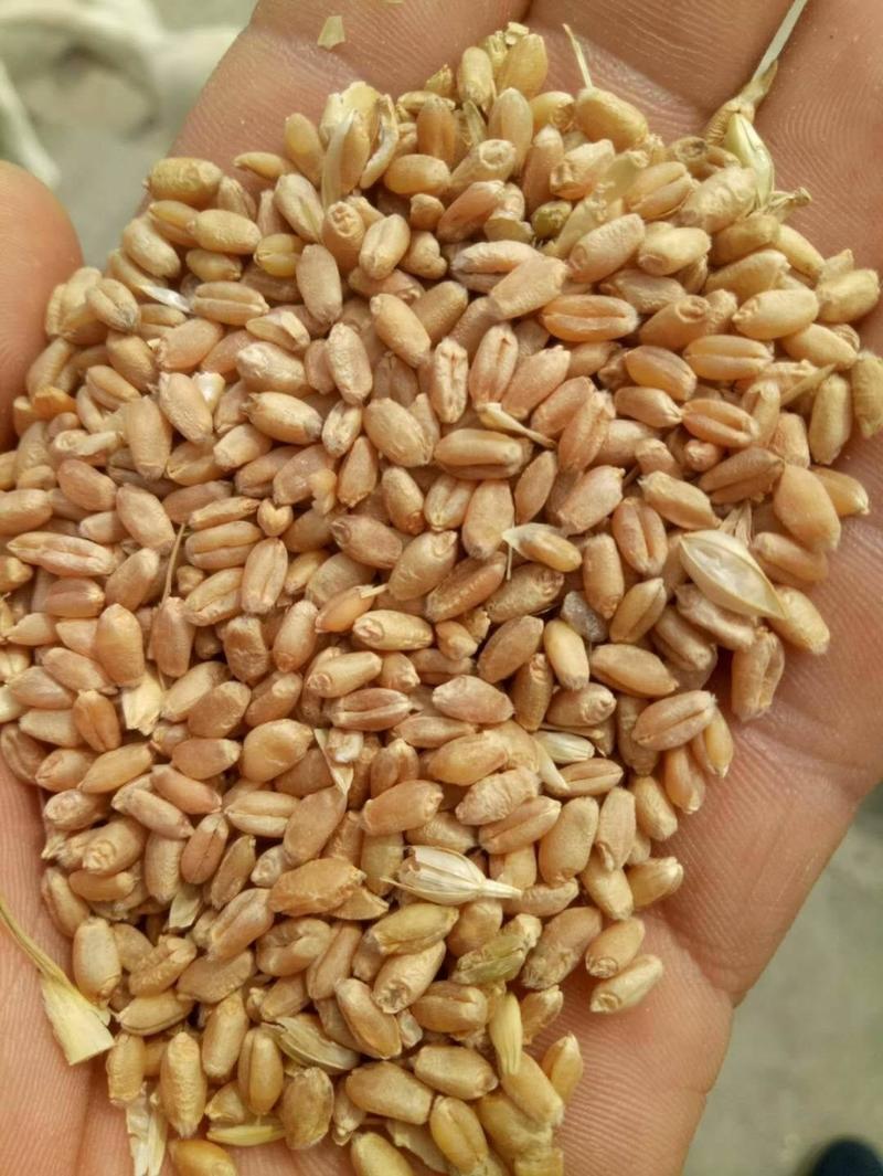 干芽麦大量供应中，发往全国各地，量大从优