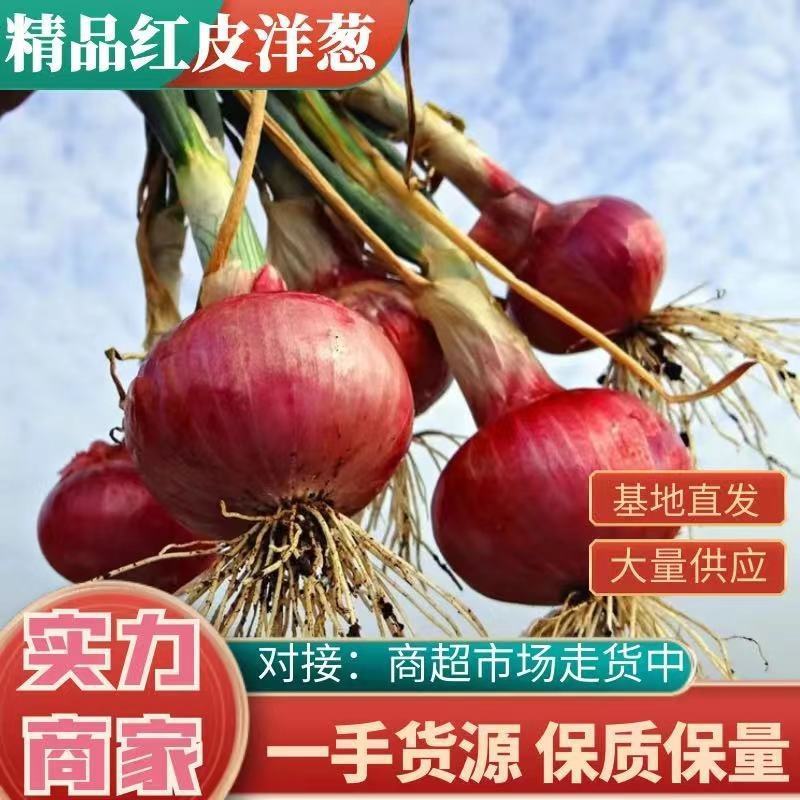 【推荐】精品紫皮二红洋葱大量现货，市场商场直供！