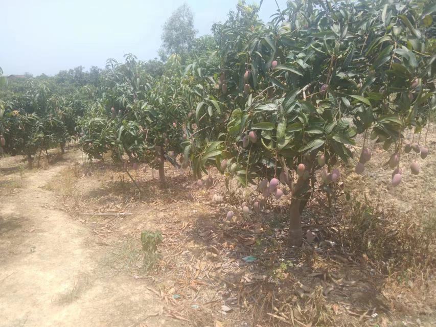 果园中成熟的贵妃芒挂在枝头,阳光透过树叶洒在果实上,背景为绿意盎然的热带果园,展现自然生长的美感 贵妃芒果园实拍