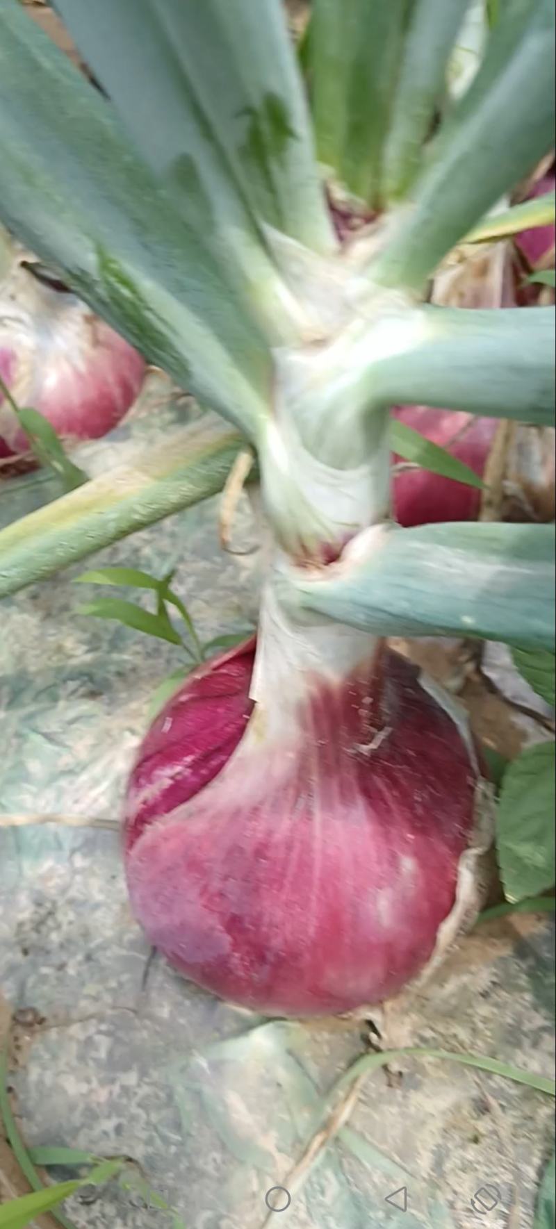精品紫皮洋葱河南洋葱货量充足全国发货欢迎致电
