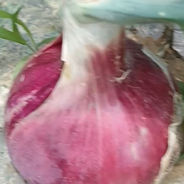精品紫皮洋葱河南洋葱货量充足全国发货欢迎致电