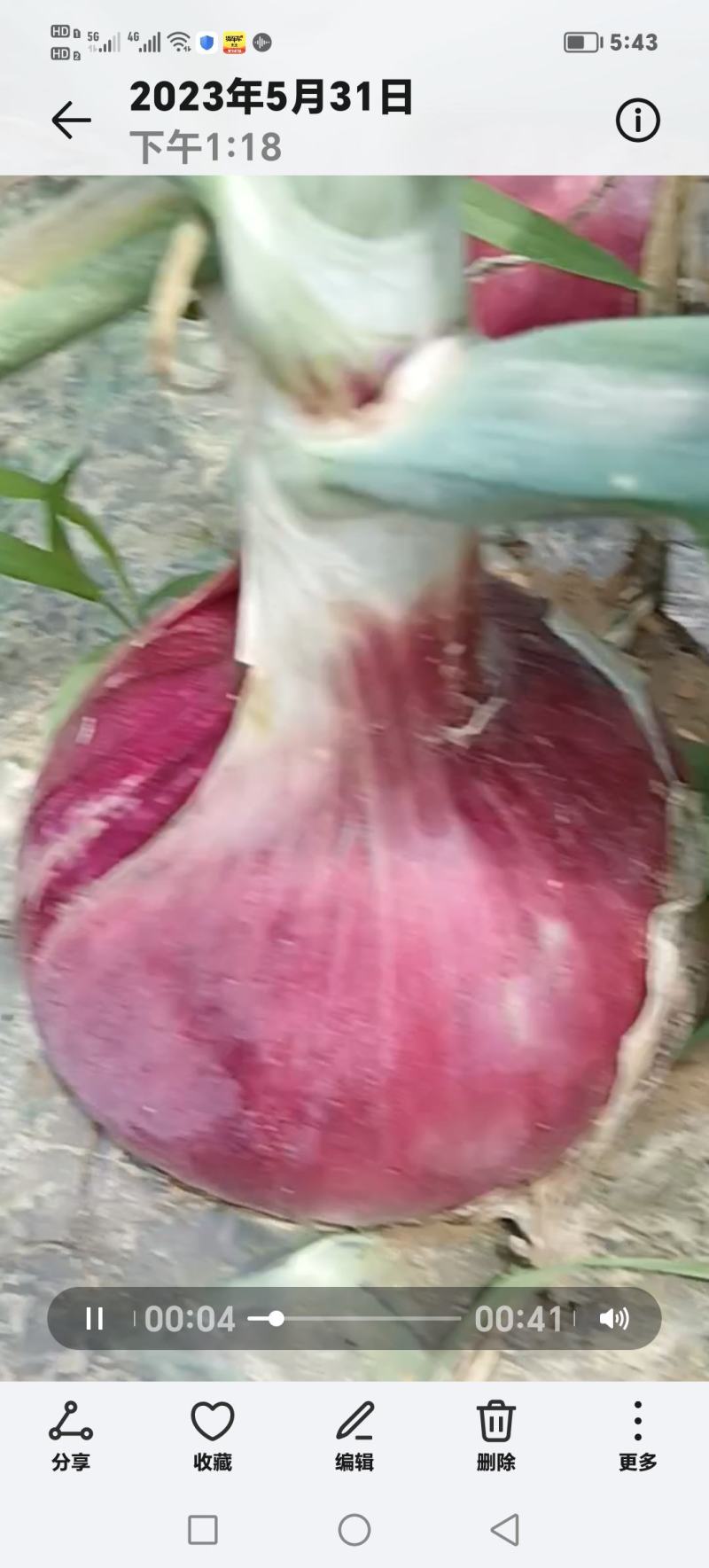 精品紫皮洋葱河南洋葱货量充足全国发货欢迎致电